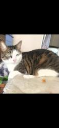 Lost Male Cat last seen Near section of Papaya Circle , Micco, FL 32976