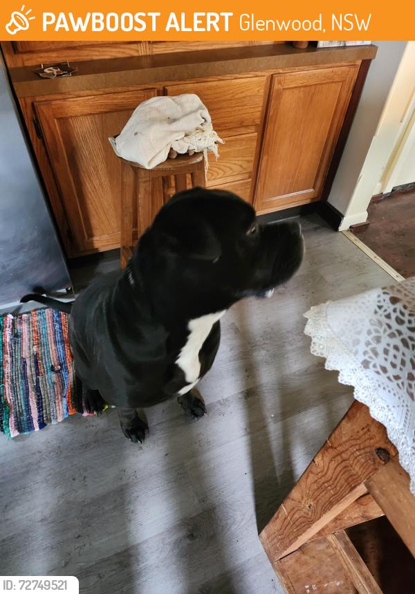 Found/Stray Male Dog last seen Franklin , Glenwood, NSW 2768