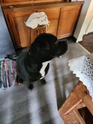 Found/Stray Male Dog last seen Franklin , Glenwood, NSW 2768