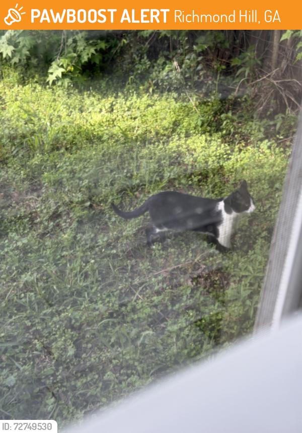 Found/Stray Unknown Cat last seen Laurel Hill Cir MainStreet RH, Richmond Hill, GA 31324