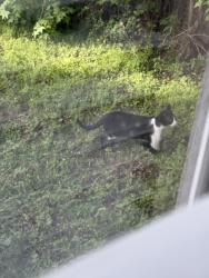 Found/Stray Unknown Cat last seen Laurel Hill Cir MainStreet RH, Richmond Hill, GA 31324