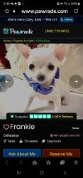 Lost Male Dog last seen Lemonmint , San Antonio, TX 78245
