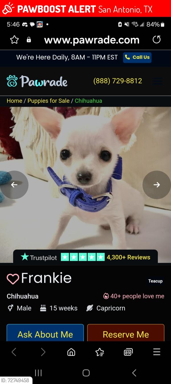 Lost Male Dog last seen Lemonmint , San Antonio, TX 78245