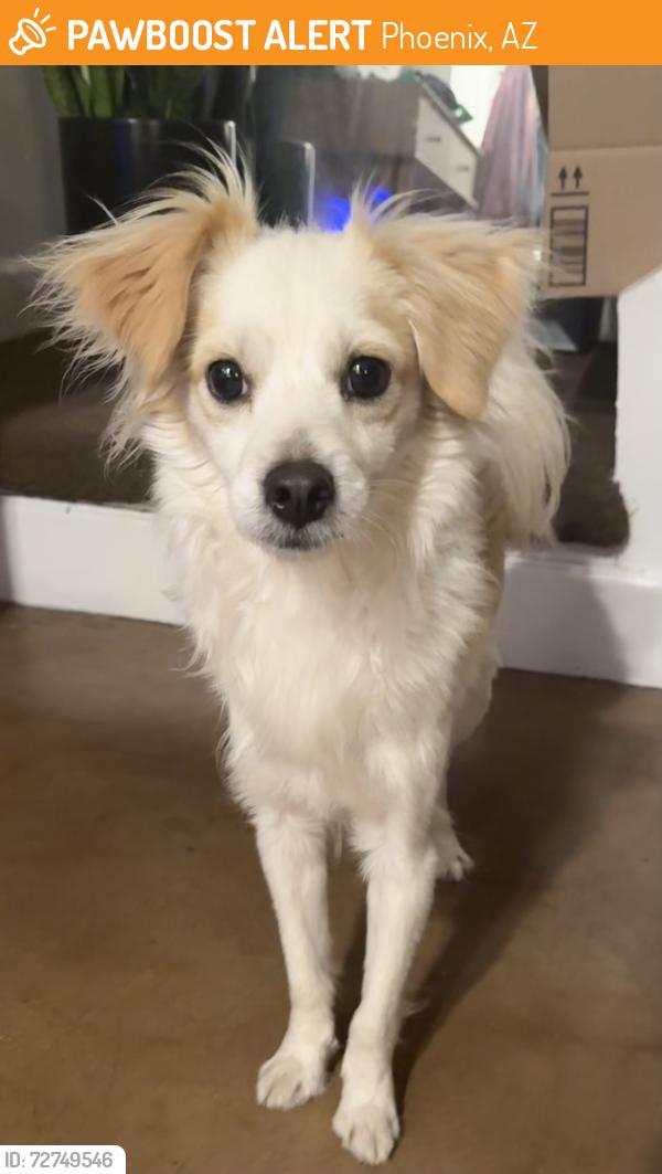 Found/Stray Male Dog last seen 5th and Roosevelt , Phoenix, AZ 85003