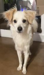 Found/Stray Male Dog last seen 5th and Roosevelt , Phoenix, AZ 85003