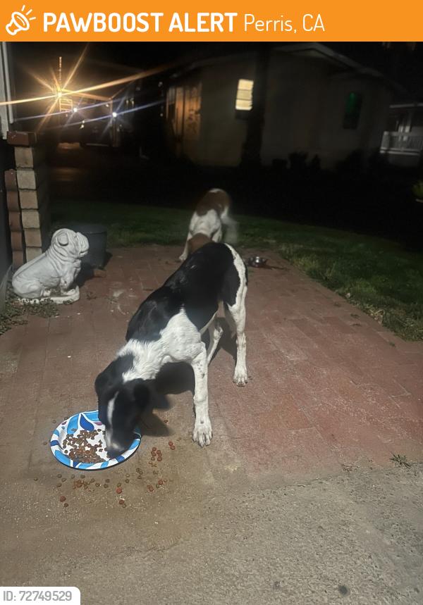 Found/Stray Female Dog last seen Novaro LN, Perris, CA 92571