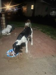 Found/Stray Female Dog last seen Novaro LN, Perris, CA 92571