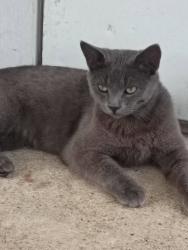 Lost Male Cat last seen Near Church Street, 2404 Smith Street, 598 Oak Street, 616 City Ctr Wy,  , Longview, TX 75605