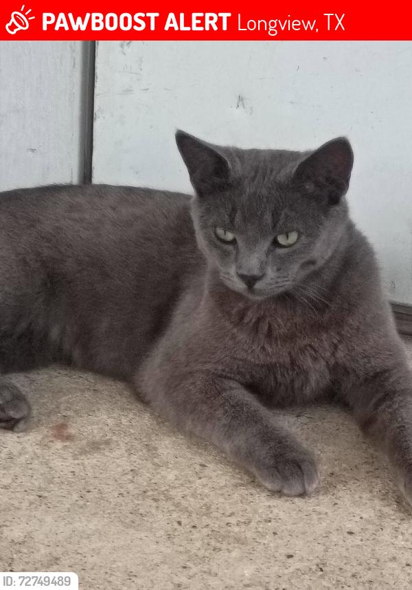 Lost Male Cat last seen Near Church Street, 2404 Smith Street, 598 Oak Street, 616 City Ctr Wy,  , Longview, TX 75605