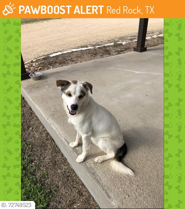 Found/Stray Male Dog last seen Near and Boyd, Red Rock, TX 78662