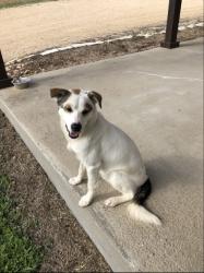 Found/Stray Male Dog last seen Near and Boyd, Red Rock, TX 78662