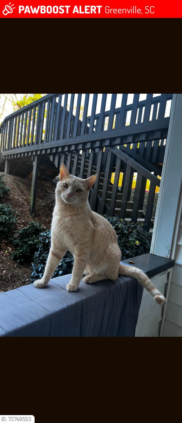Lost Male Cat last seen Haywood rd, Greenville, SC 29615