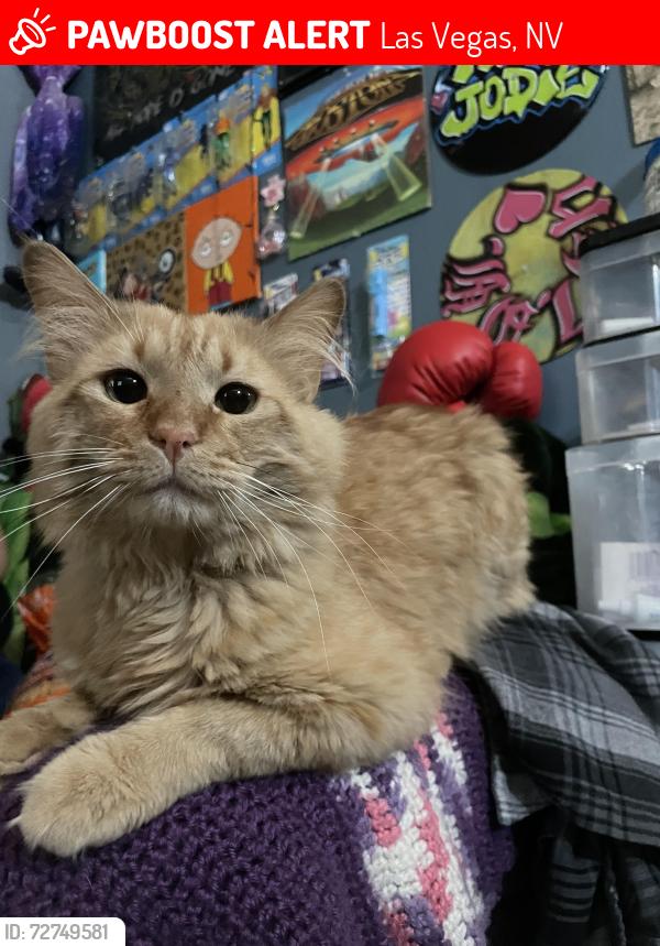 Lost Male Cat last seen Calimesa & paramount st, Las Vegas, NV 89115