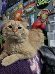 Lost Male Cat last seen Calimesa & paramount st, Las Vegas, NV 89115