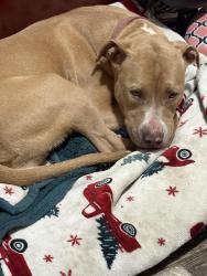 Found/Stray Unknown Dog last seen 61st St., North and Lewis Avenue, Tulsa OK, Tulsa, OK 74130