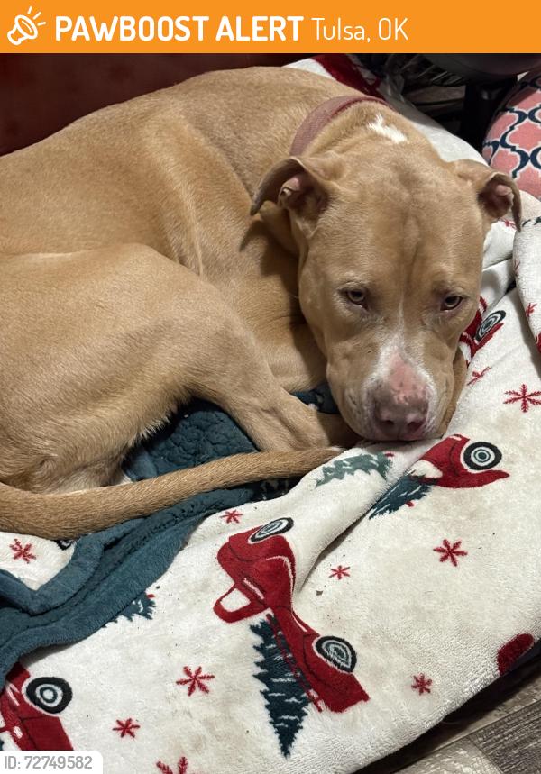 Found/Stray Unknown Dog last seen 61st St., North and Lewis Avenue, Tulsa OK, Tulsa, OK 74130