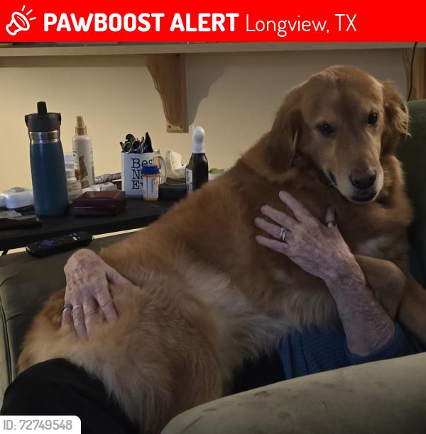 Found/Stray Male Dog last seen Paverstone Lane and Alpine rd, Longview, TX 75605