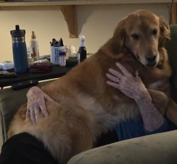 Found/Stray Male Dog last seen Paverstone Lane and Alpine rd, Longview, TX 75605