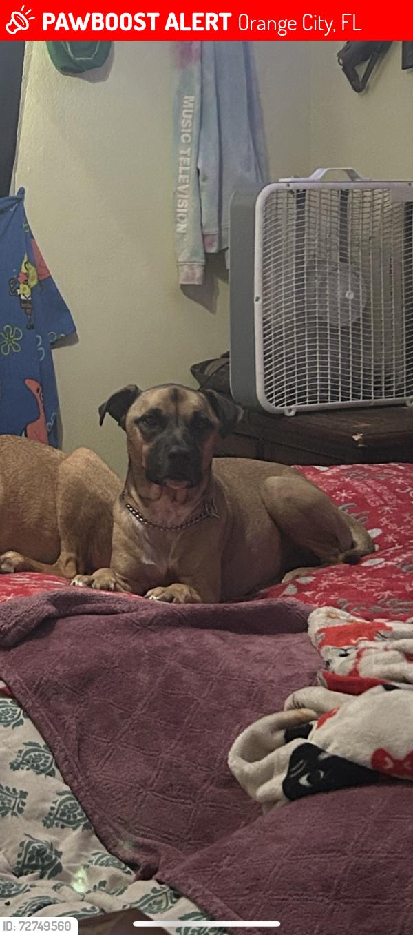 Lost Male Dog last seen North Sparkmen Ave, Orange City, FL 32763