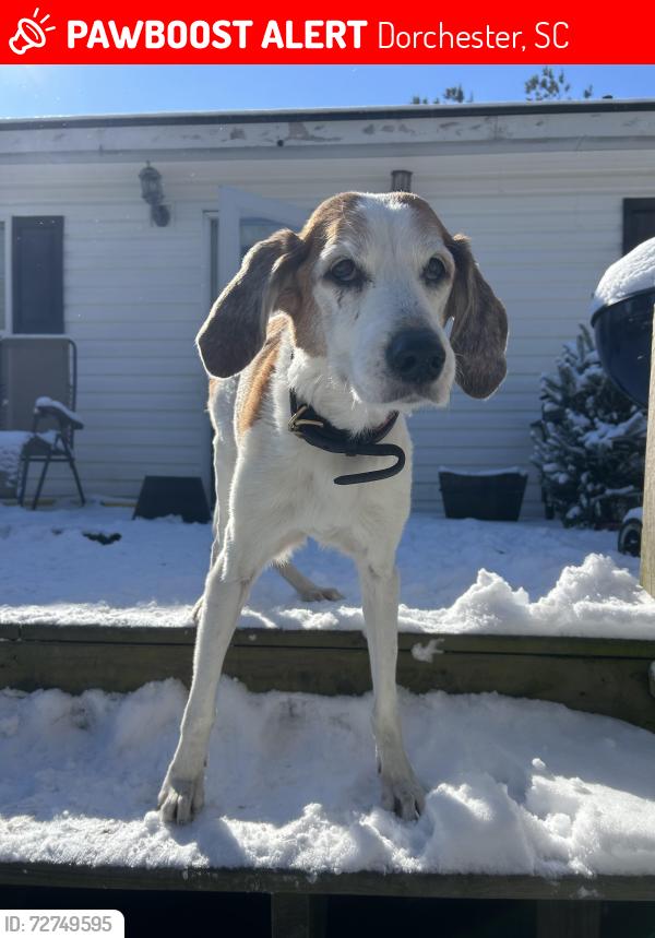 Lost Female Dog last seen Beidler forest rd and washie/mallard st, Dorchester, SC 29437