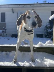 Lost Female Dog last seen Beidler forest rd and washie/mallard st, Dorchester, SC 29437
