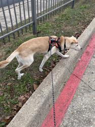 Lost Male Dog last seen Arroyo Ave & Maple Ave, Dallas, TX 75219