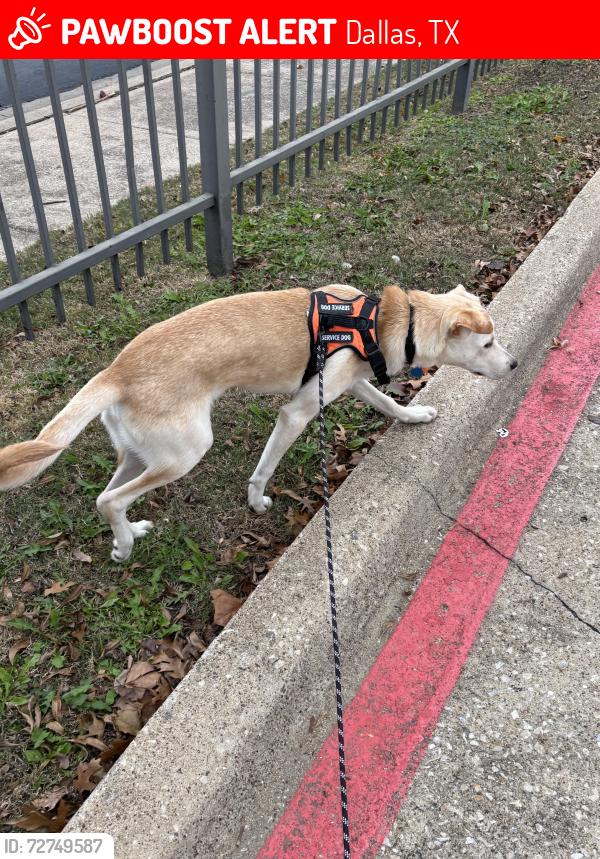 Lost Male Dog last seen Arroyo Ave & Maple Ave, Dallas, TX 75219