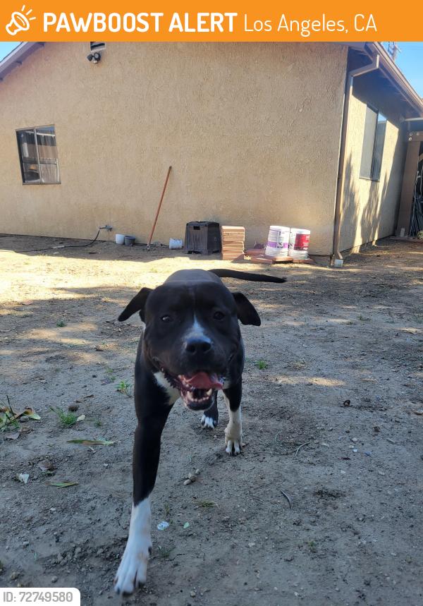 Found/Stray Male Dog last seen Fenton and Hoyt, Los Angeles, CA 91342