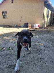 Found/Stray Male Dog last seen Fenton and Hoyt, Los Angeles, CA 91342
