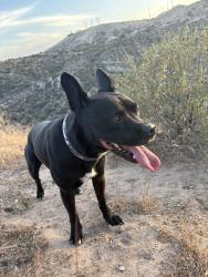 Lost Male Dog last seen Bancroft , La Mesa, CA 91941