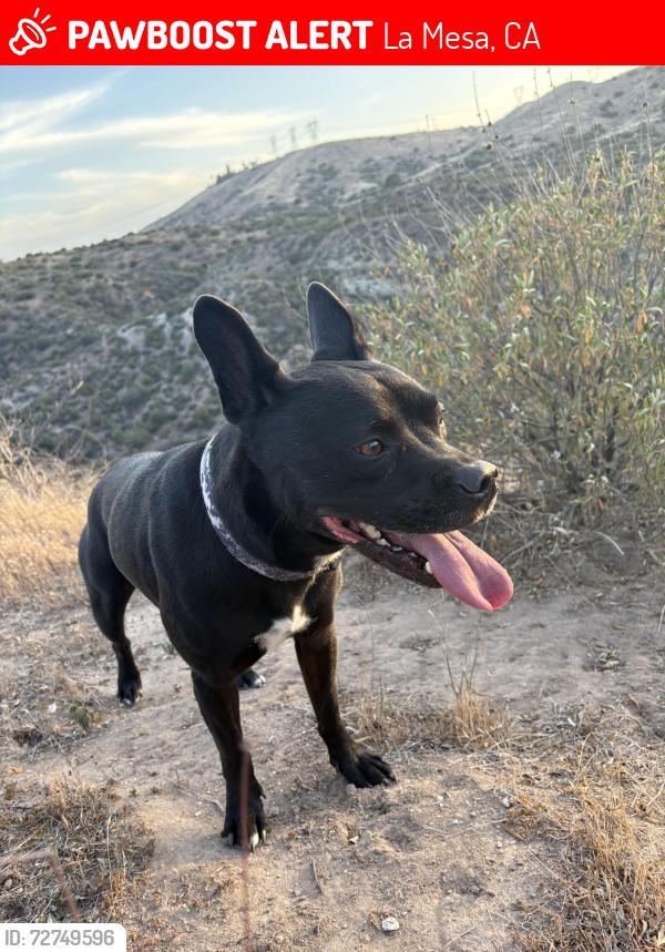 Lost Male Dog last seen Bancroft , La Mesa, CA 91941
