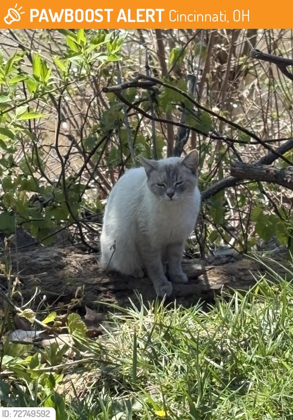 Found/Stray Unknown Cat last seen St Rosa Lime church parking lot, 2501 Riverside Drive,Cincinnati 45227, Cincinnati, OH 45202