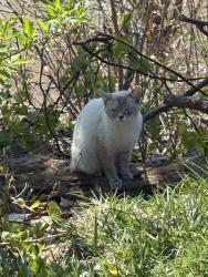 Found/Stray Unknown Cat last seen St Rosa Lime church parking lot, 2501 Riverside Drive,Cincinnati 45227, Cincinnati, OH 45202