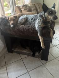Lost Female Dog last seen Bancroft , La Mesa, CA 91941