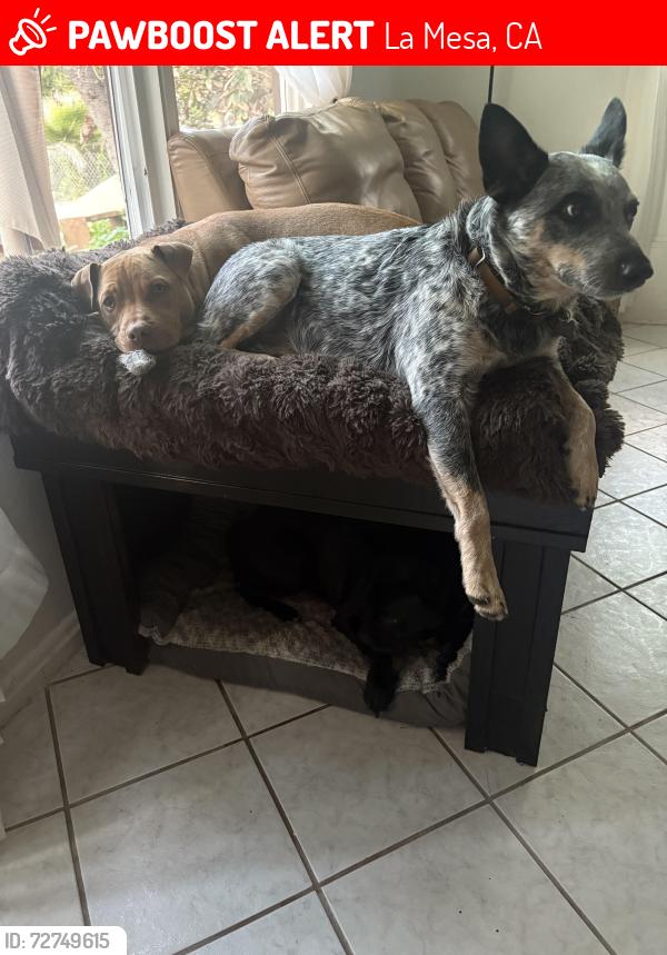 Lost Female Dog last seen Bancroft , La Mesa, CA 91941