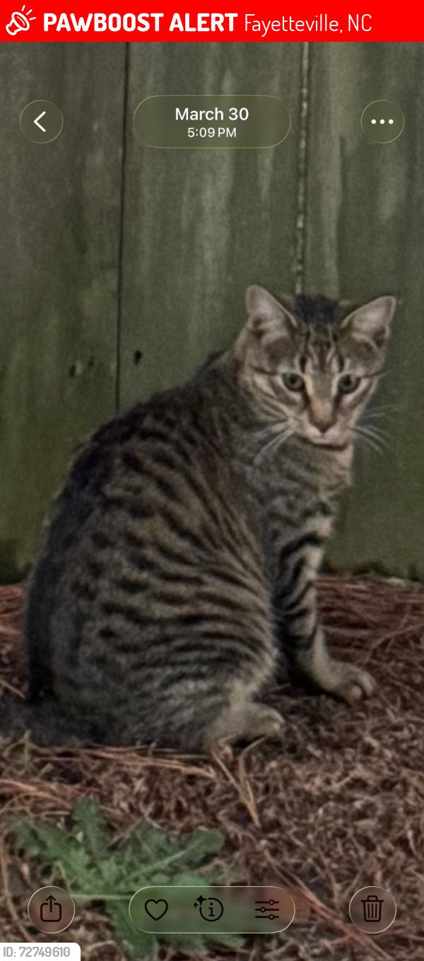 Lost Male Cat last seen Camden Woods , Fayetteville, NC 28306