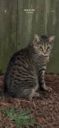 Lost Male Cat last seen Camden Woods , Fayetteville, NC 28306