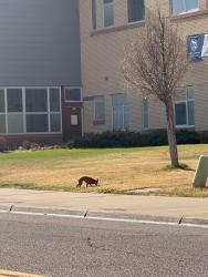 Found/Stray Unknown Dog last seen 4342–4398 Carson St Denver, CO  80239 United States, Denver, CO 80239