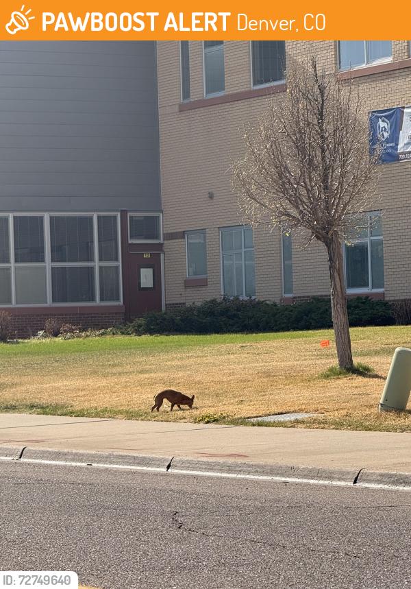 Found/Stray Unknown Dog last seen 4342–4398 Carson St Denver, CO  80239 United States, Denver, CO 80239