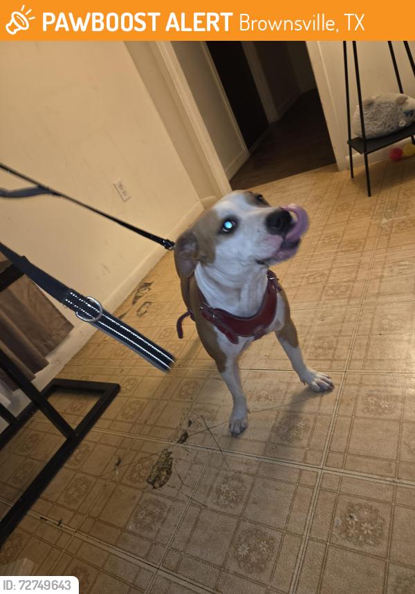Found/Stray Female Dog last seen Harding st, Brownsville, TX 78521