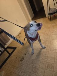 Found/Stray Female Dog last seen Harding st, Brownsville, TX 78521
