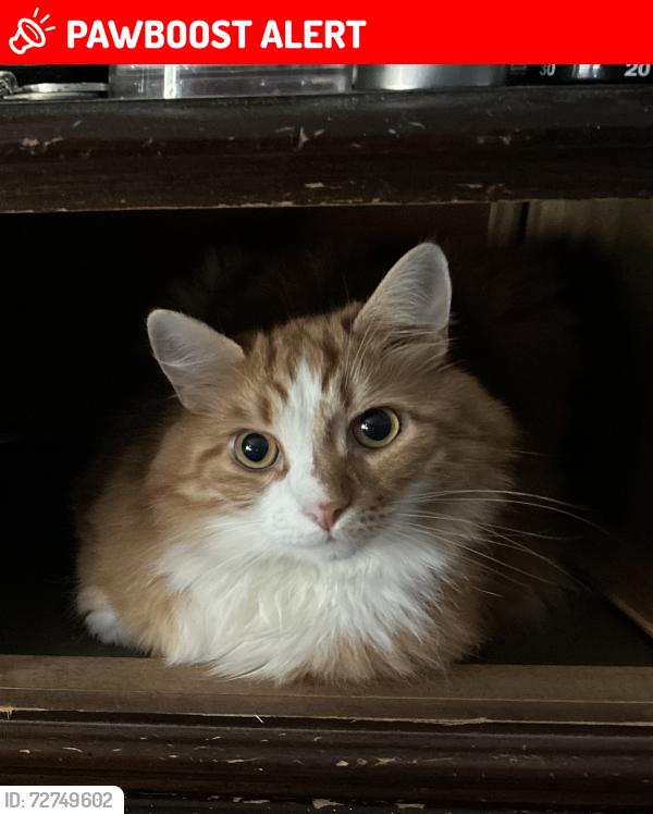 Lost Male Cat last seen Susquehanna Rd. and Rhoades Ave., Huntingdon Valley, PA 19006