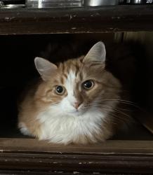 Lost Male Cat last seen Susquehanna Rd. and Rhoades Ave., Huntingdon Valley, PA 19006
