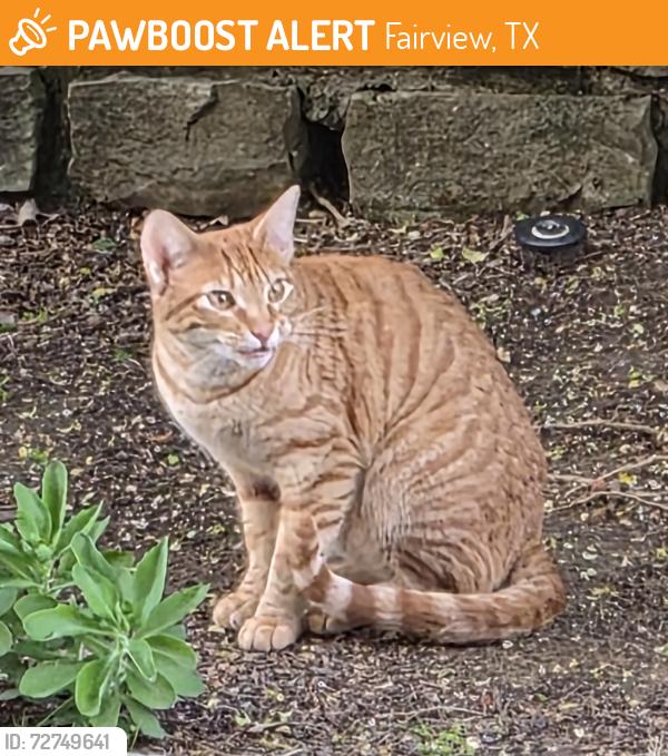 Found/Stray Female Cat last seen Meandering Way/Hwy 5, Fairview, TX 75069