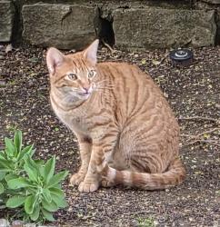 Found/Stray Female Cat last seen Meandering Way/Hwy 5, Fairview, TX 75069