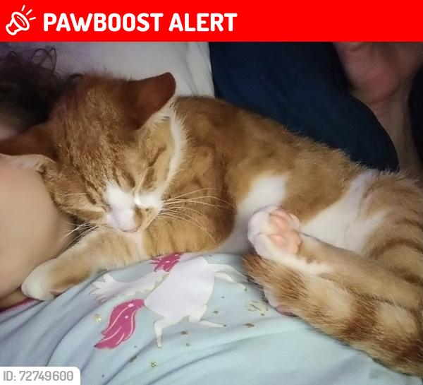 Lost Male Cat last seen Horseshoe Neck Rd, Churchland , Davidson County, NC 27295