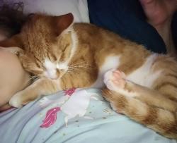 Lost Male Cat last seen Horseshoe Neck Rd, Churchland , Davidson County, NC 27295