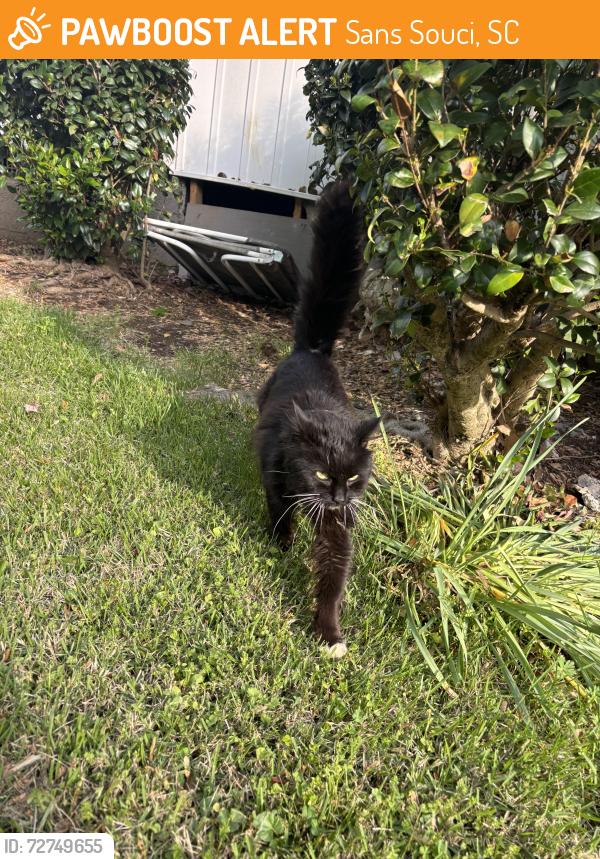 Found/Stray Unknown Cat last seen Lowe’s, Sans Souci, SC 29617
