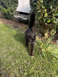 Found/Stray Unknown Cat last seen Lowe’s, Sans Souci, SC 29617