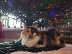 Lost Female Cat last seen Alamance church , Greensboro, NC 27406